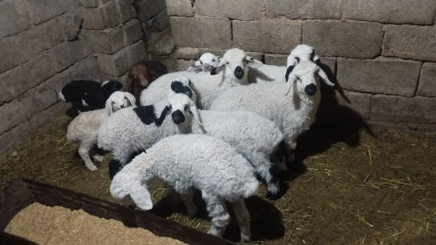 بز و میش|حیوانات مزرعه|سربیشه, |دیوار