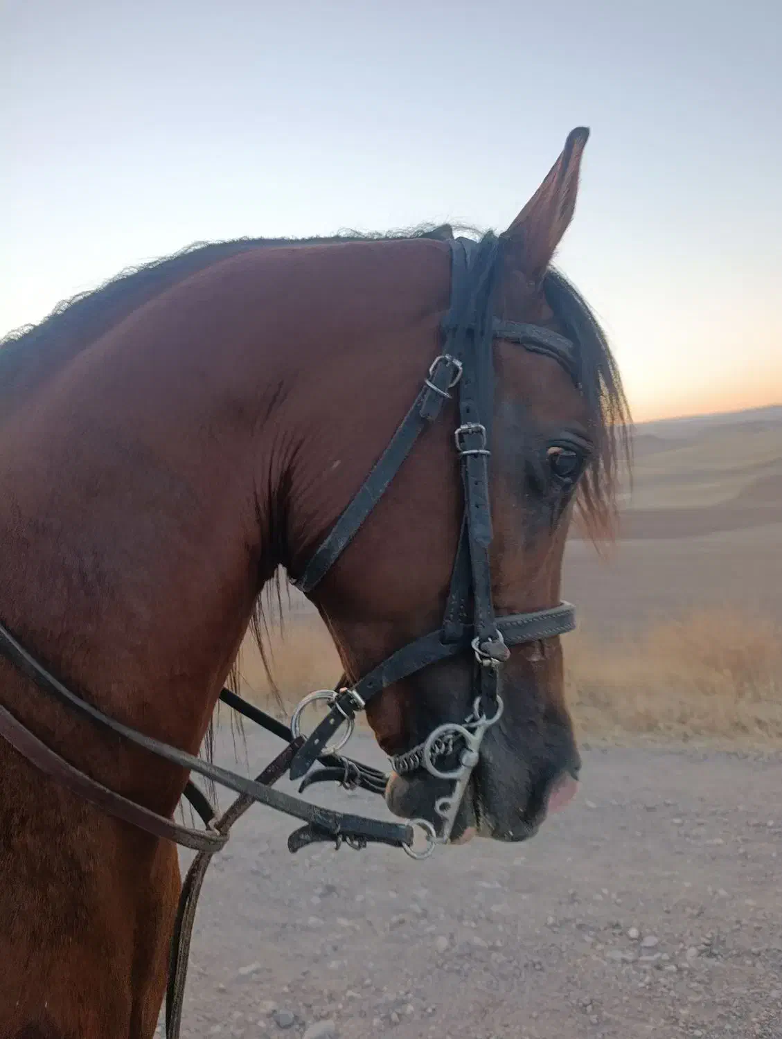 اسب عرب یک سر|اسب و تجهیزات اسب‌سواری|میانه, |دیوار