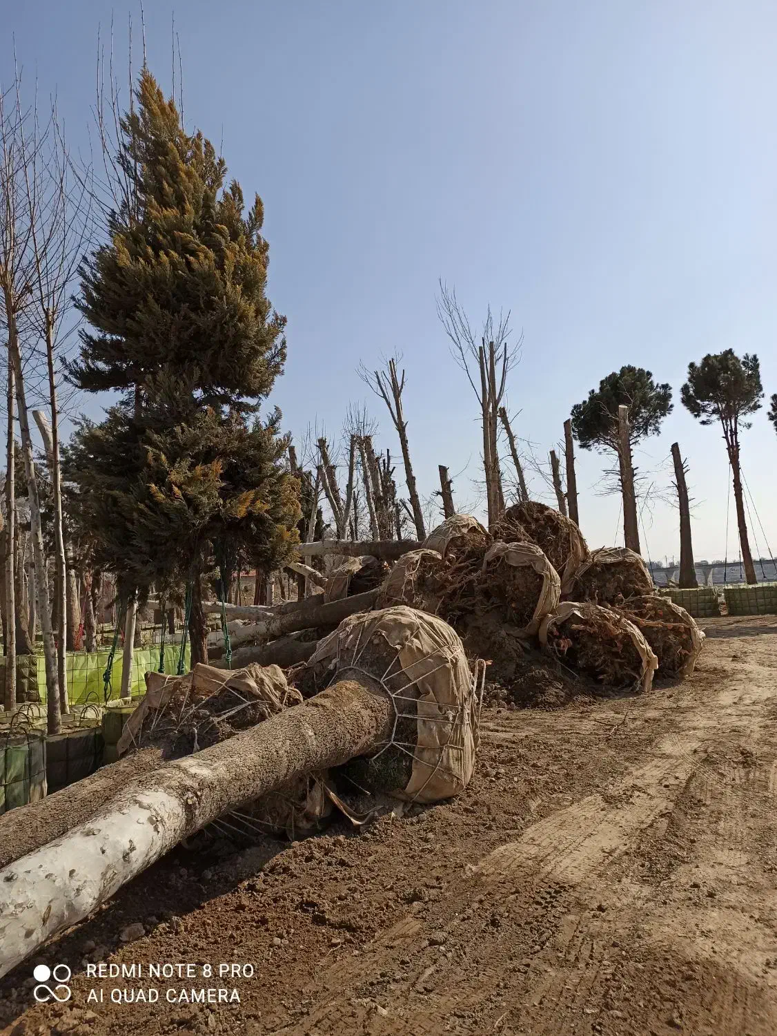 خریددرخت باریشه درخت چنار|خدمات باغبانی و درختکاری|شهریار, شهرک شاهد|دیوار