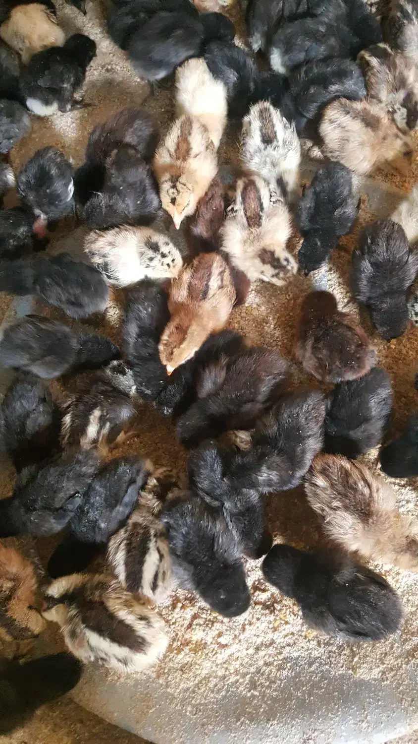 جوجه مرغ عربی اصل بشرط کرک ۸روزه|حیوانات مزرعه|بندر ماهشهر, |دیوار