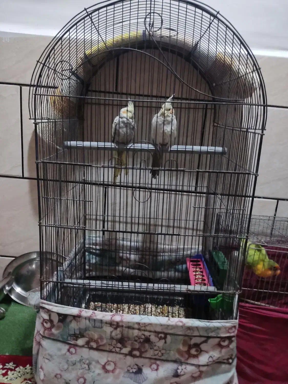 عروس پاریس|پرنده|کارون, |دیوار