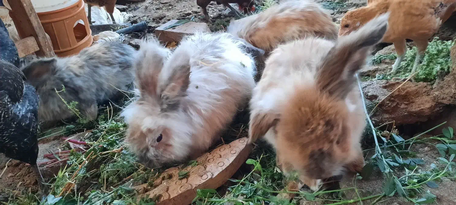 خرگوش لوپی|موش و خرگوش|رفسنجان, |دیوار