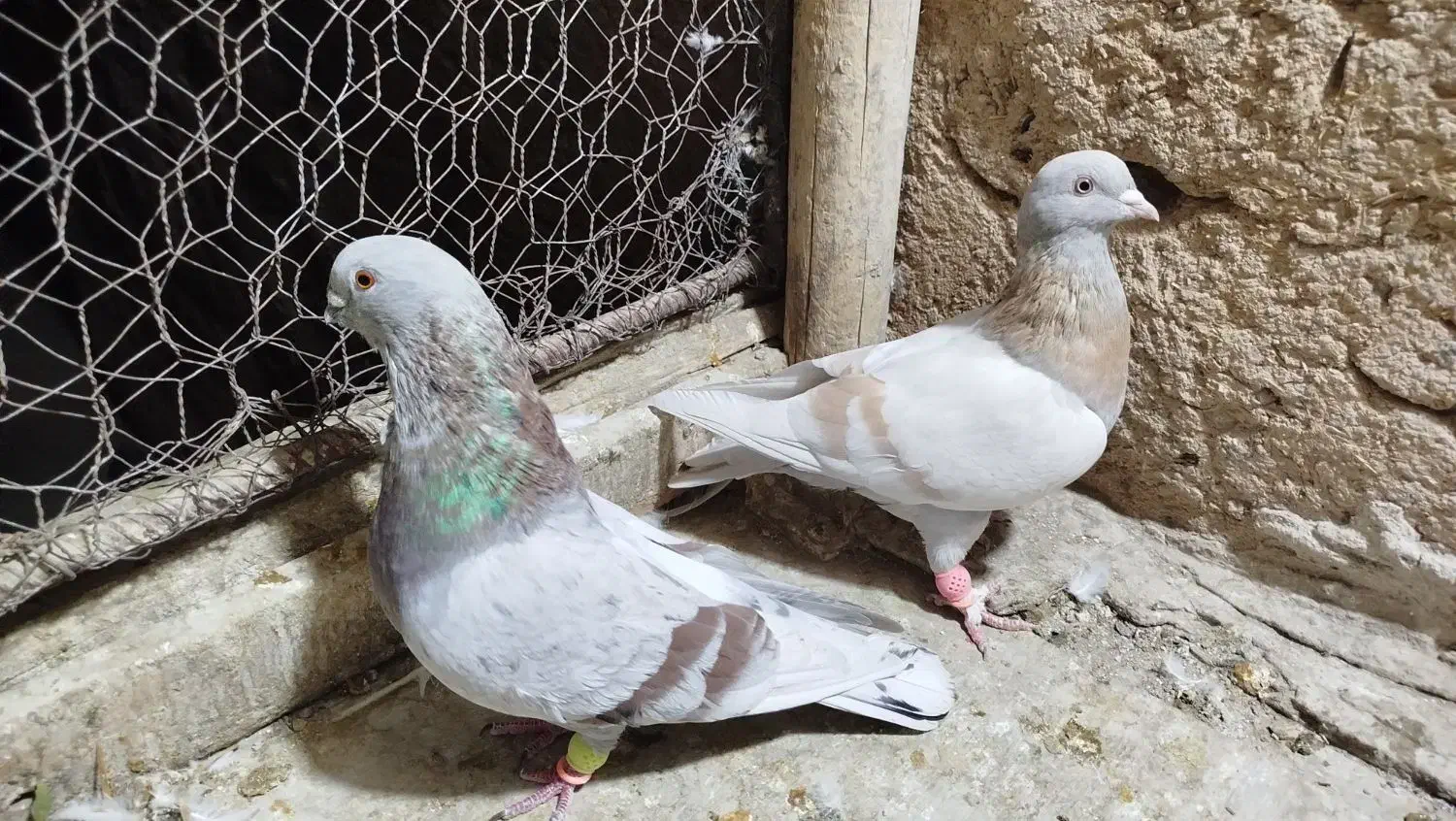 .طوقی.کاد شقشقی وکاکلی. تهرانی|پرنده|ماهیدشت, |دیوار