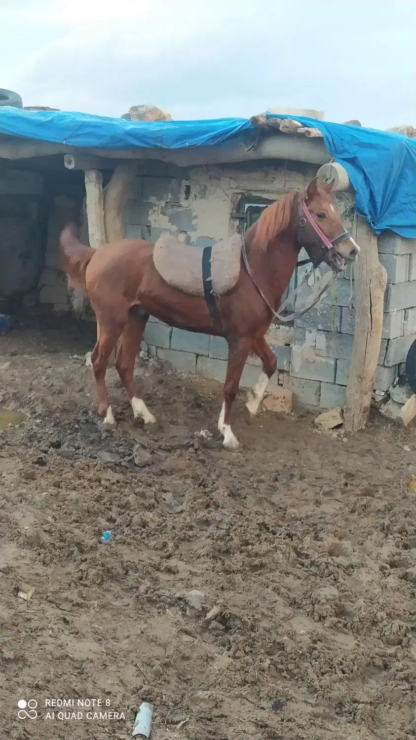 فروش اسب|اسب و تجهیزات اسب‌سواری|جوانرود, |دیوار