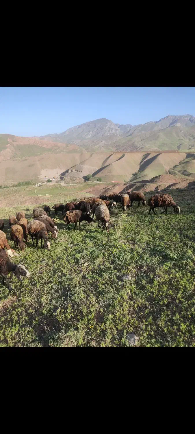 فروش میش آبستن|حیوانات مزرعه|طالقان, |دیوار