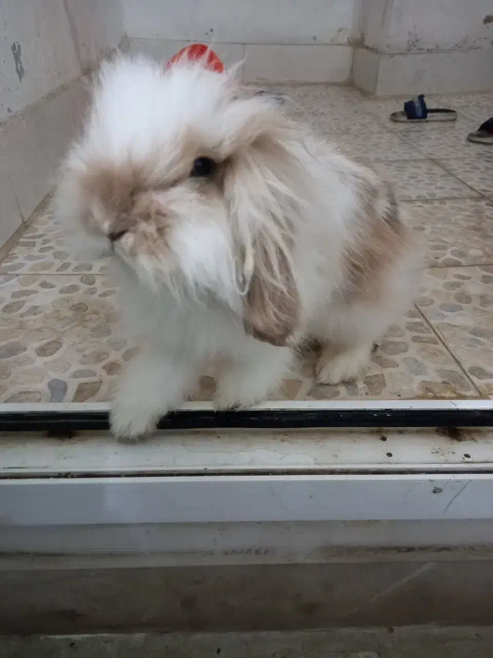 خرگوش هلندی|موش و خرگوش|رباطکریم, مسکن مهر آبشناسان|دیوار