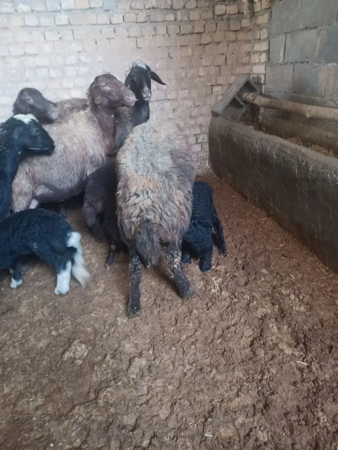 میش زاییده بره گوسفند|حیوانات مزرعه|بن, |دیوار