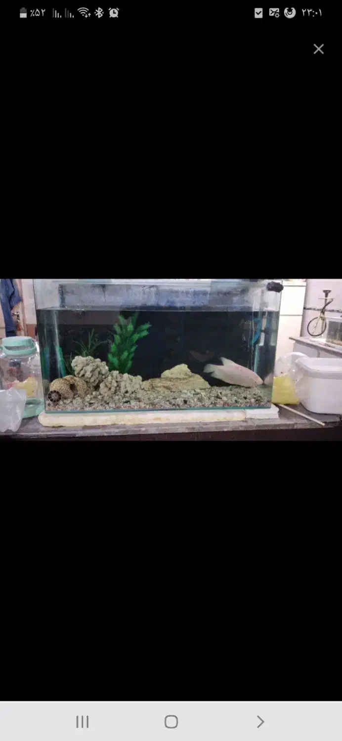 اکواریوم با تجهیزات و فیلتر سطلی|ماهی|کاشان, باغچه فیض|دیوار