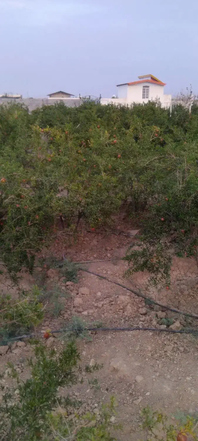 لوله پلی اتیلن دو اینج|خدمات باغبانی و درختکاری|ساوه, |دیوار