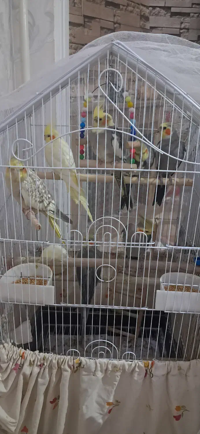 طوطی(عروس هلندی)|پرنده|صومعهسرا, |دیوار