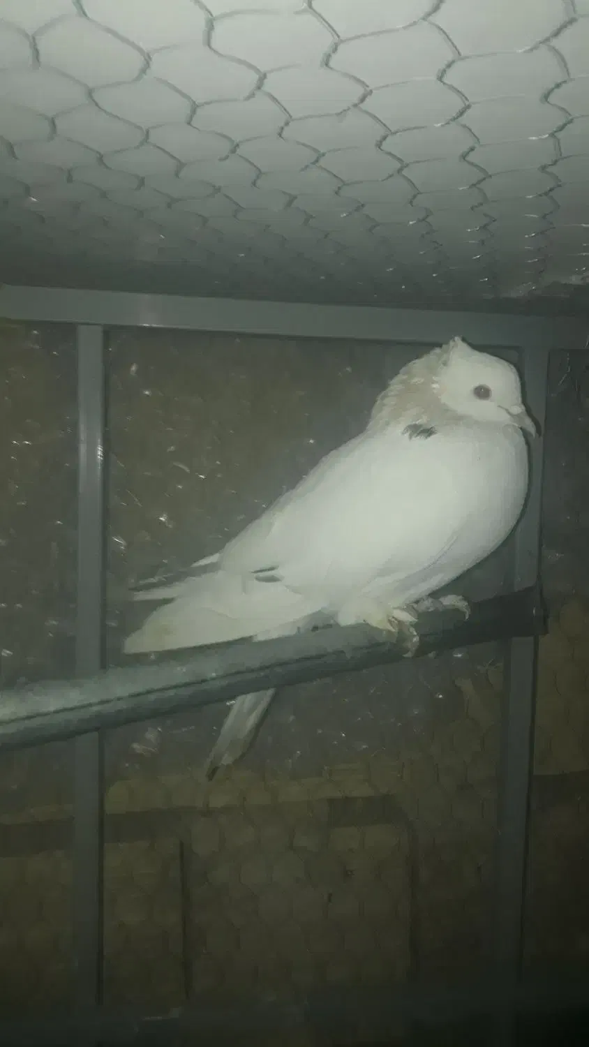 کبوتر فروشی دونه ای ۱۵۰|پرنده|قم, شهرک امام حسین|دیوار