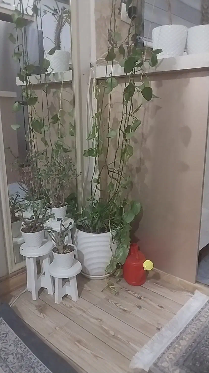 گل‌پتوس|گل و گیاه طبیعی|کرج, استاندارد|دیوار