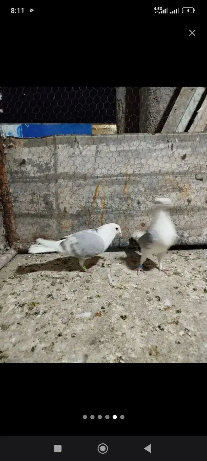 پشت گراف نر|پرنده|تربت جام, یحیی آباد|دیوار