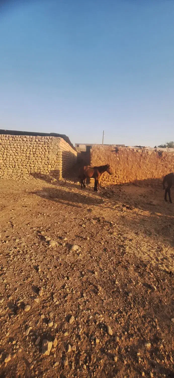 اسب مسابقات سرعتی|اسب و تجهیزات اسب‌سواری|آبدانان, |دیوار