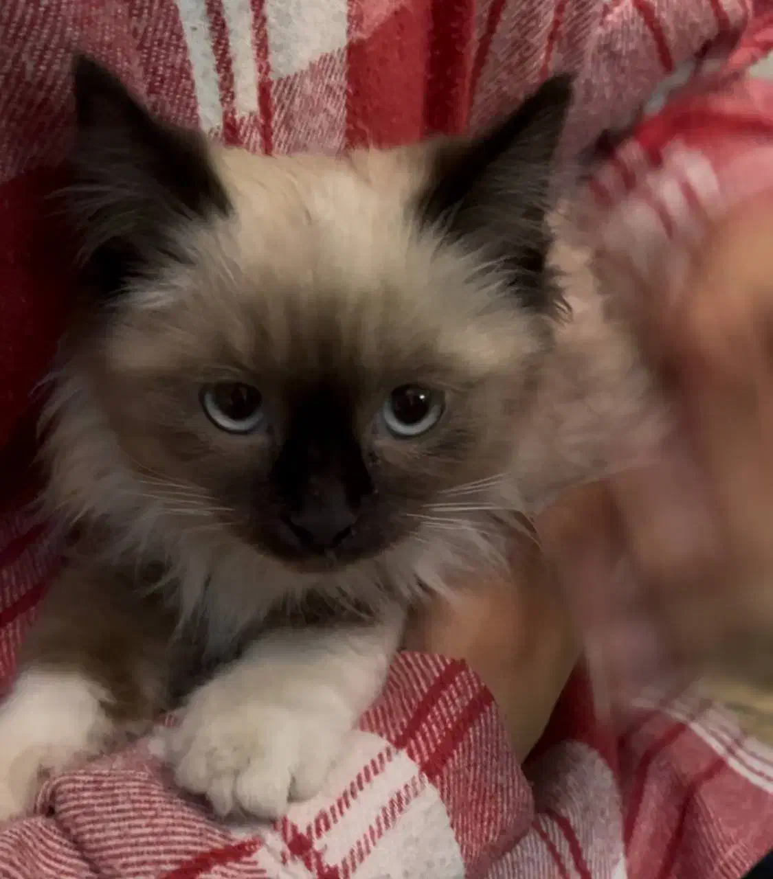 گربه پرشین هیمالین پشمالو ماده دوماهه|گربه|قوچان, |دیوار