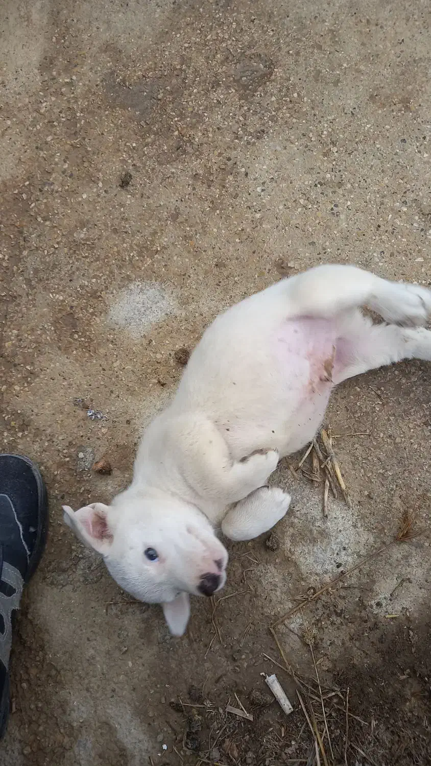 سگ پاکوتاه|سگ|گنبد کاووس, |دیوار