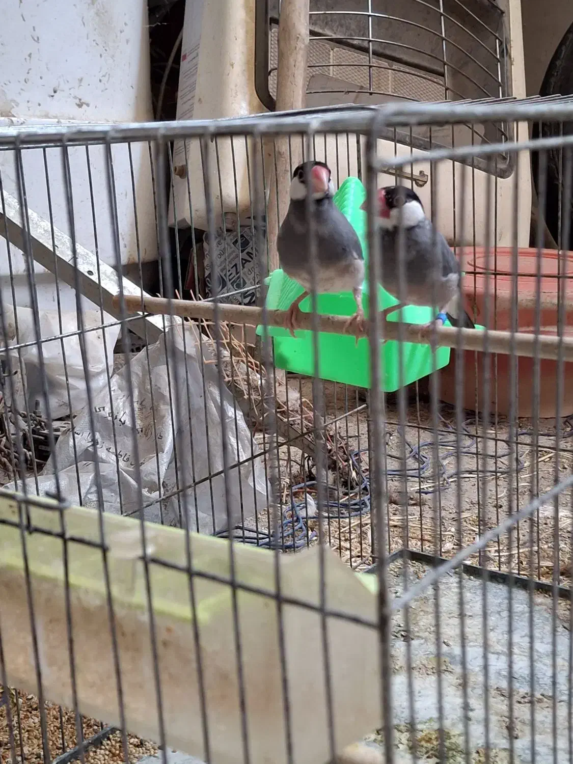 فنچ نرگسی مولد|پرنده|صوفیان, |دیوار