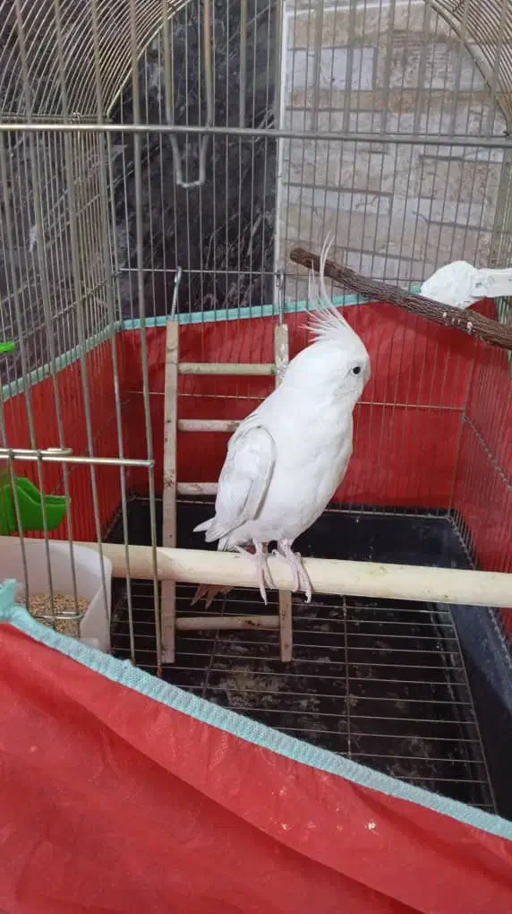 عروس هلندی|پرنده|فردیس, شهرک شهید حسینی|دیوار