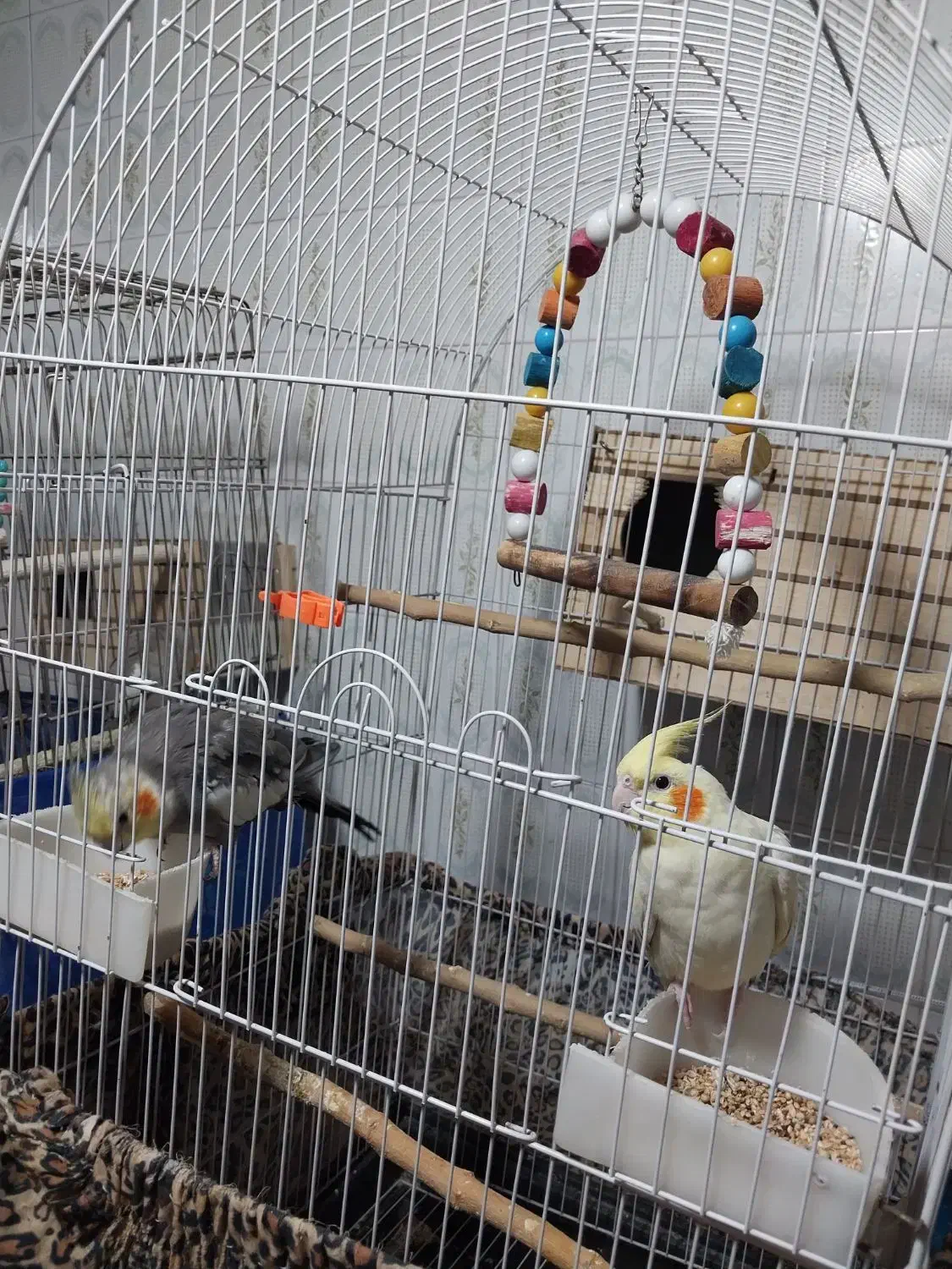 عروس هلندی مولدوسخنگو|پرنده|کرج, گلشهر|دیوار