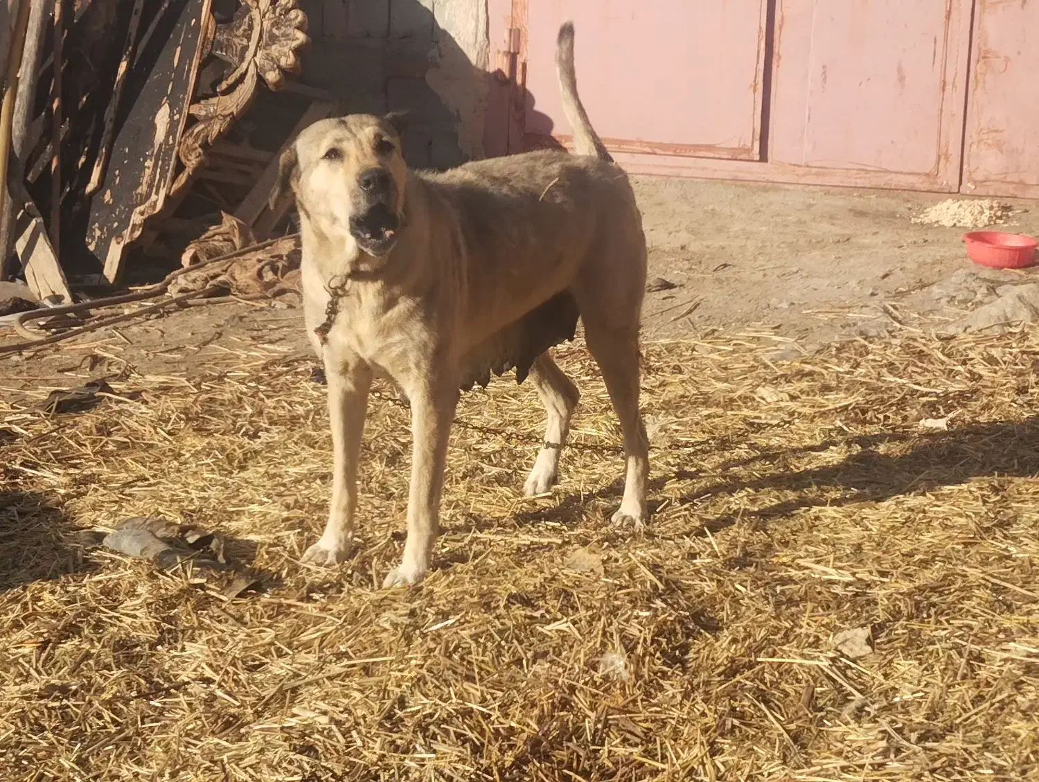 سگه  ماده|سگ|محمدیار, |دیوار