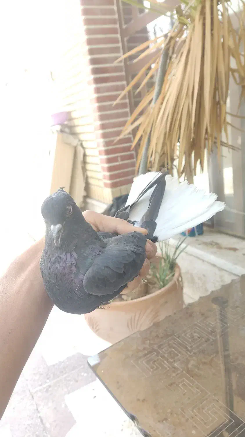 کفتر|پرنده|شیراز, اکبر آباد|دیوار