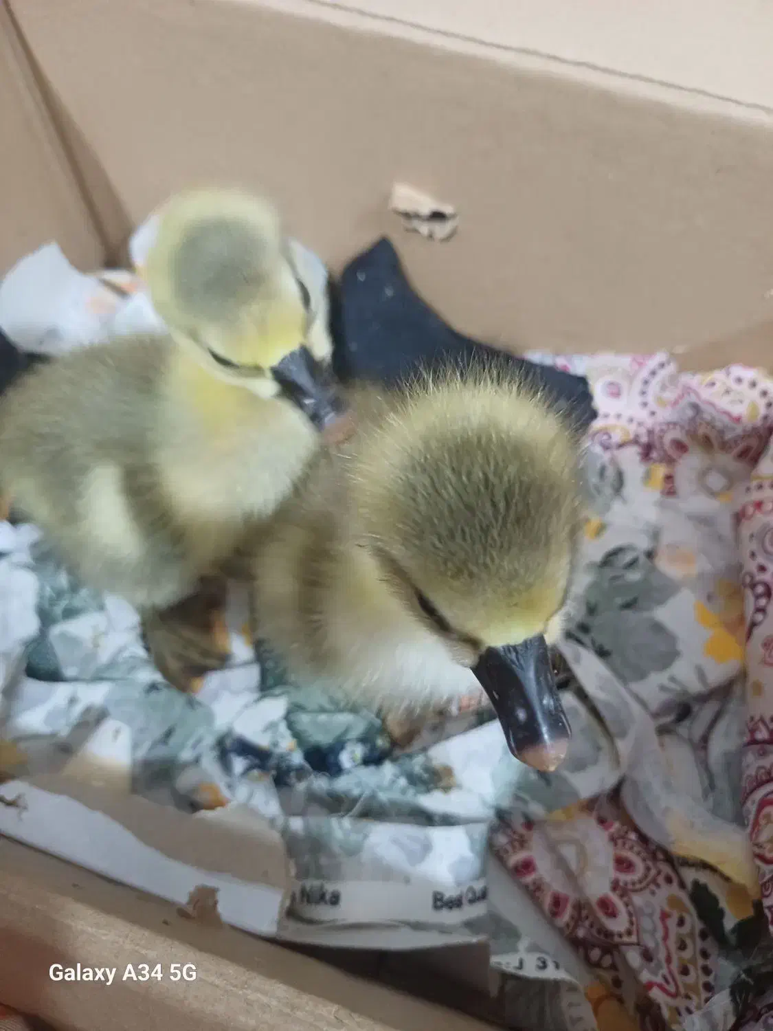 دوعدد بچه قوغاز|حیوانات مزرعه|طاهرگوراب, |دیوار