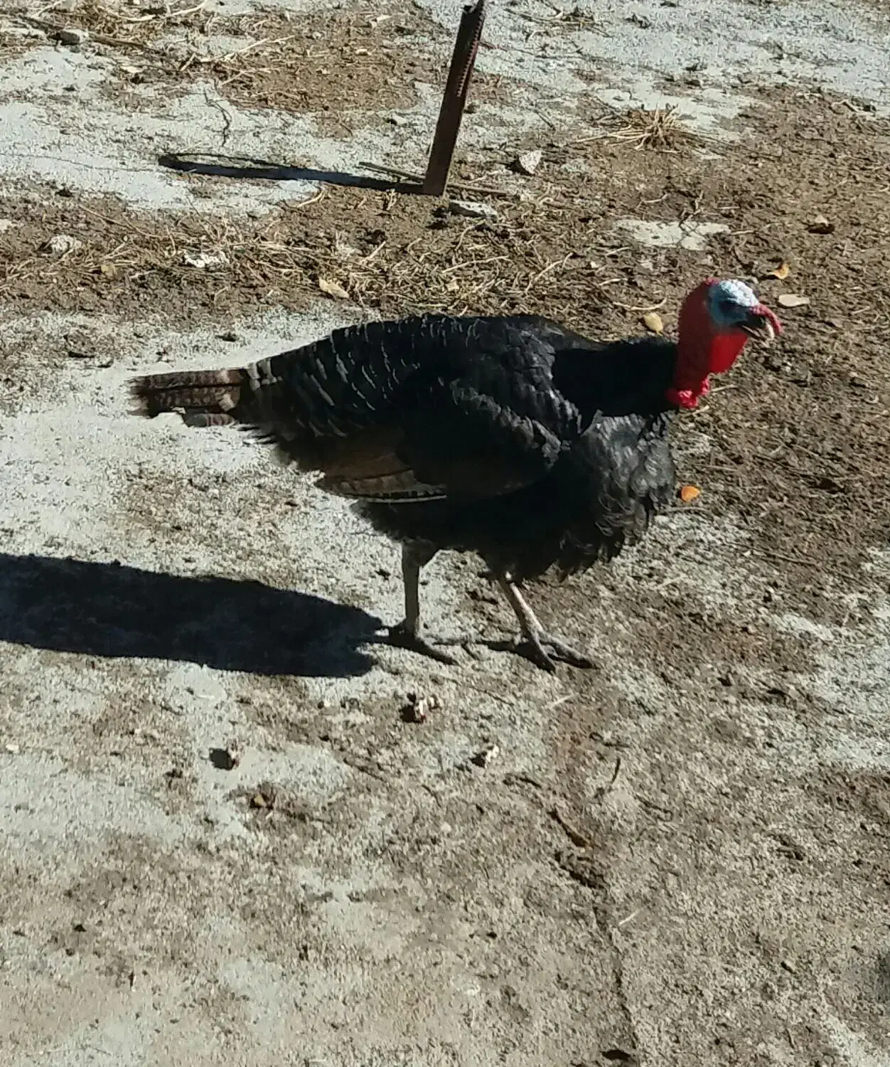 بوقلمون|پرنده|نورآباد, |دیوار