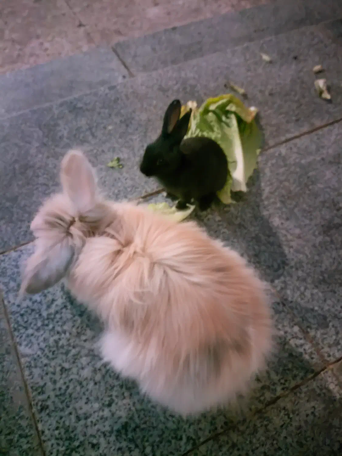 واگذاری رایگان خرگوش|موش و خرگوش|ایذه, |دیوار