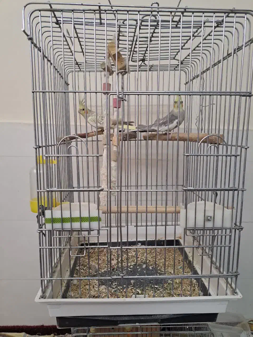 عروس هلندی جفت سالم وسرحال|پرنده|اسلامشهر, شهرک مهدیه|دیوار