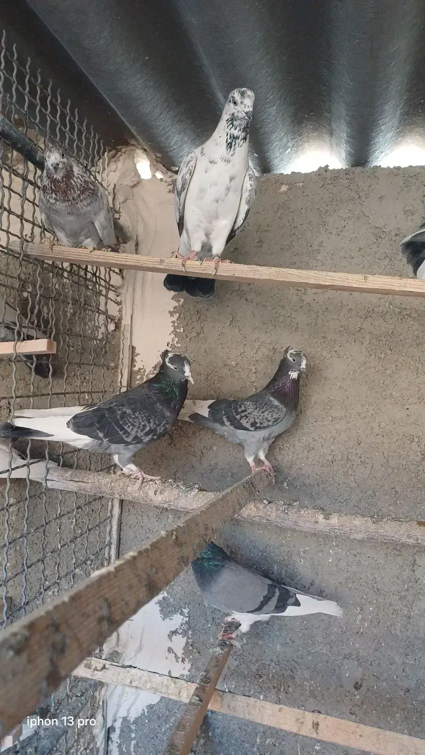 کفترا کپکی تیرماه|پرنده|تهران, کیانشهر|دیوار