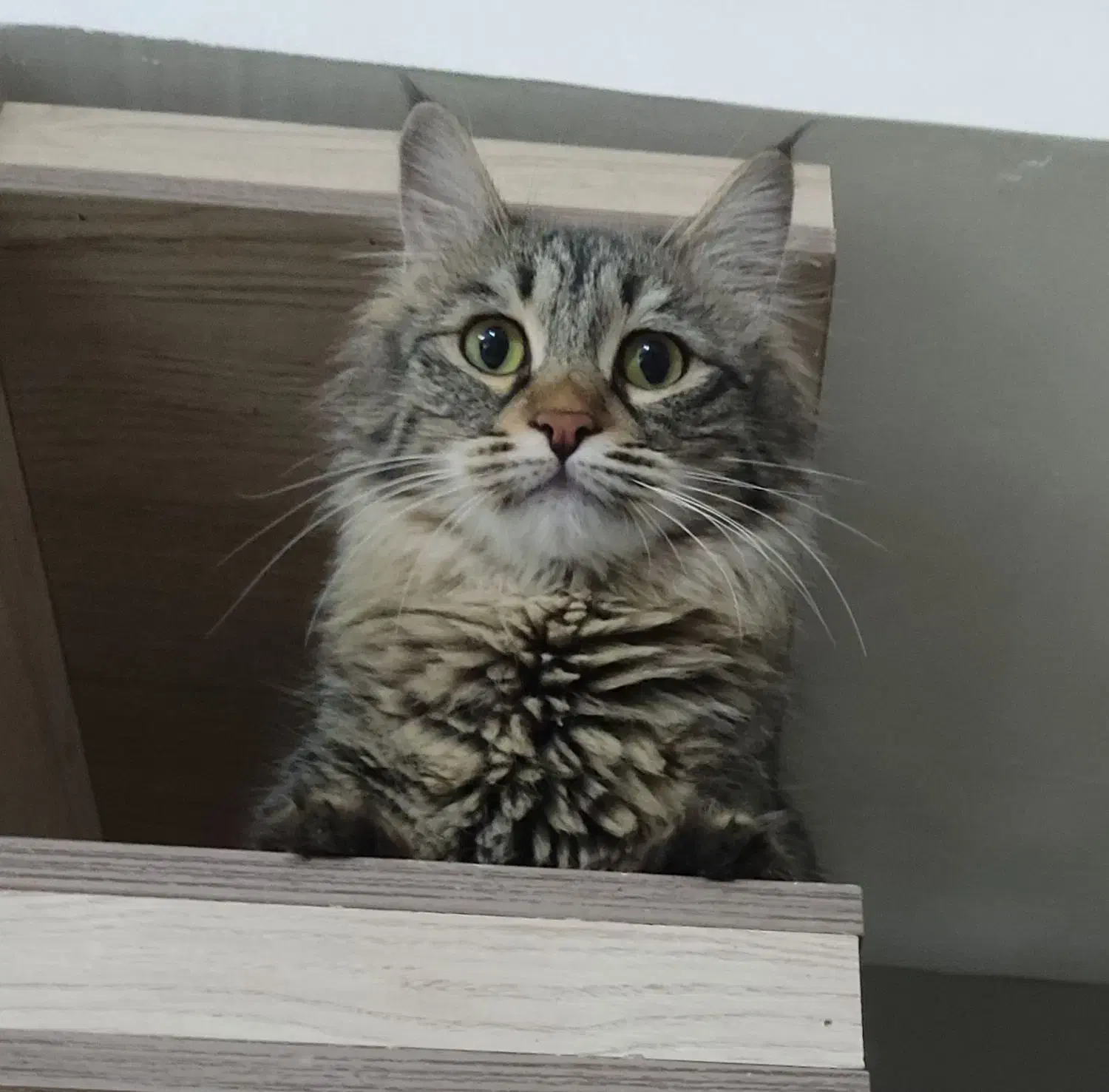 گمشده|حیوانات|مشهد, فاطمیه|دیوار