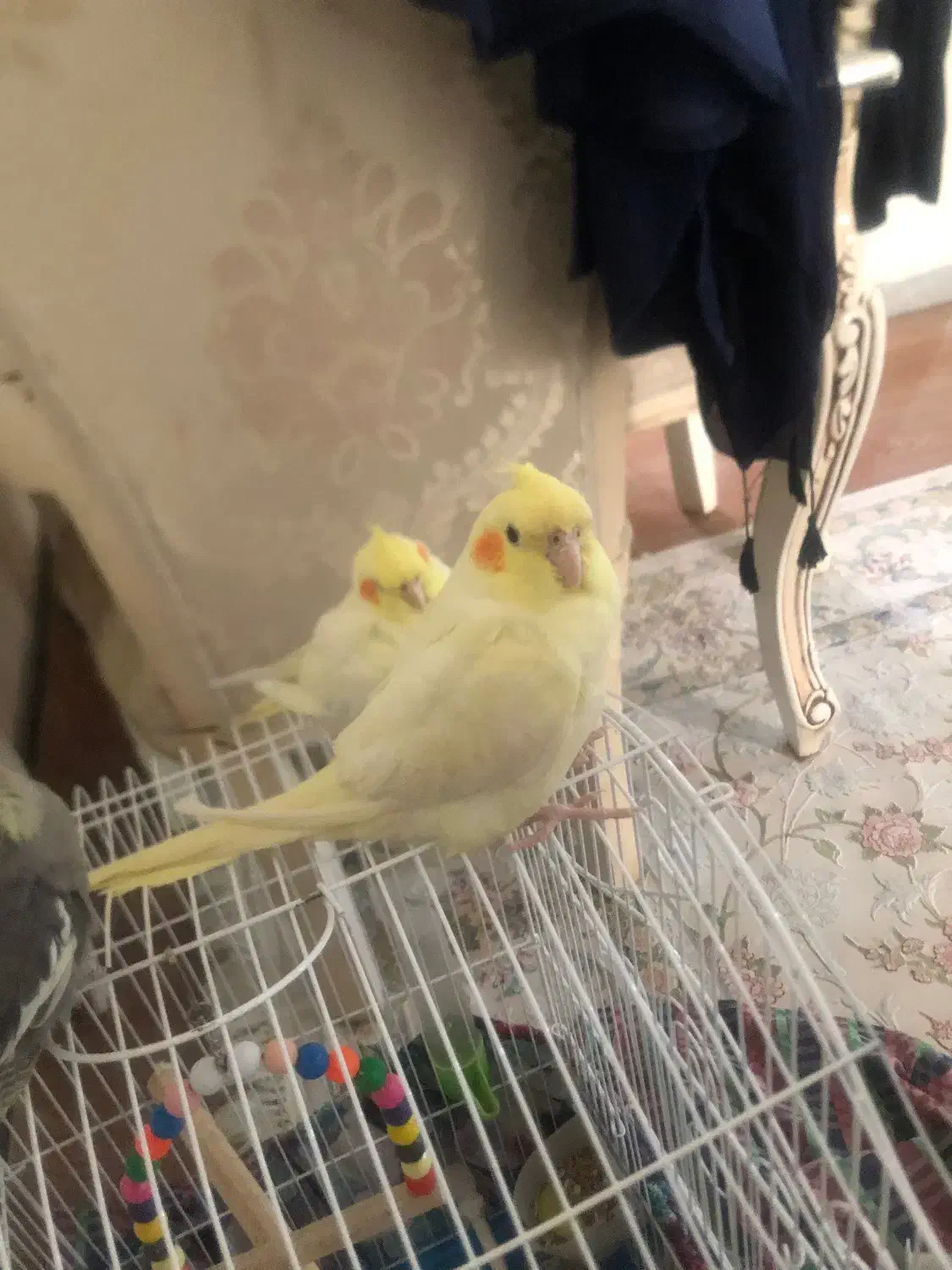 عروس هلندی لوتینیو|پرنده|سمنان, |دیوار