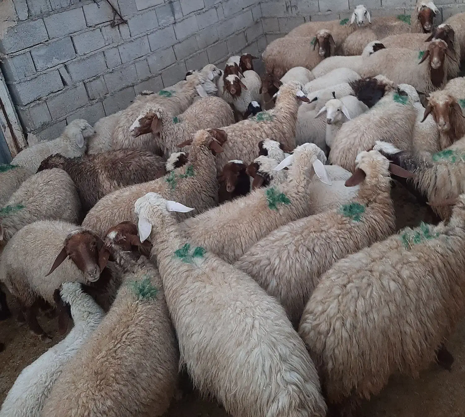 میش بره|حیوانات مزرعه|پلدختر, |دیوار