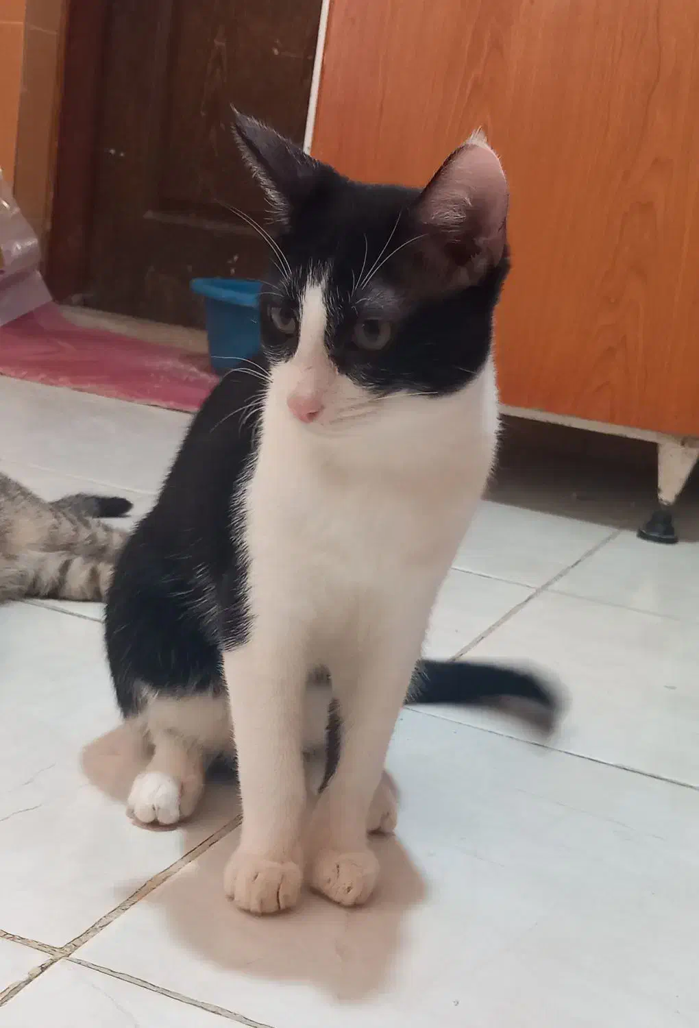 گربه واگذاری|گربه|گرگان, |دیوار