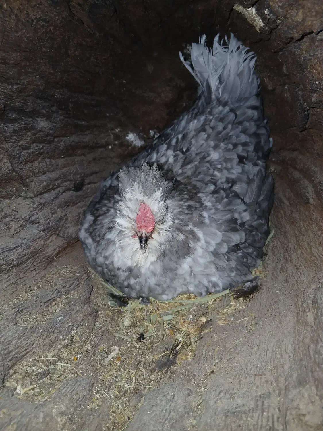 تخم مرغ گلین|حیوانات مزرعه|کازرون, |دیوار