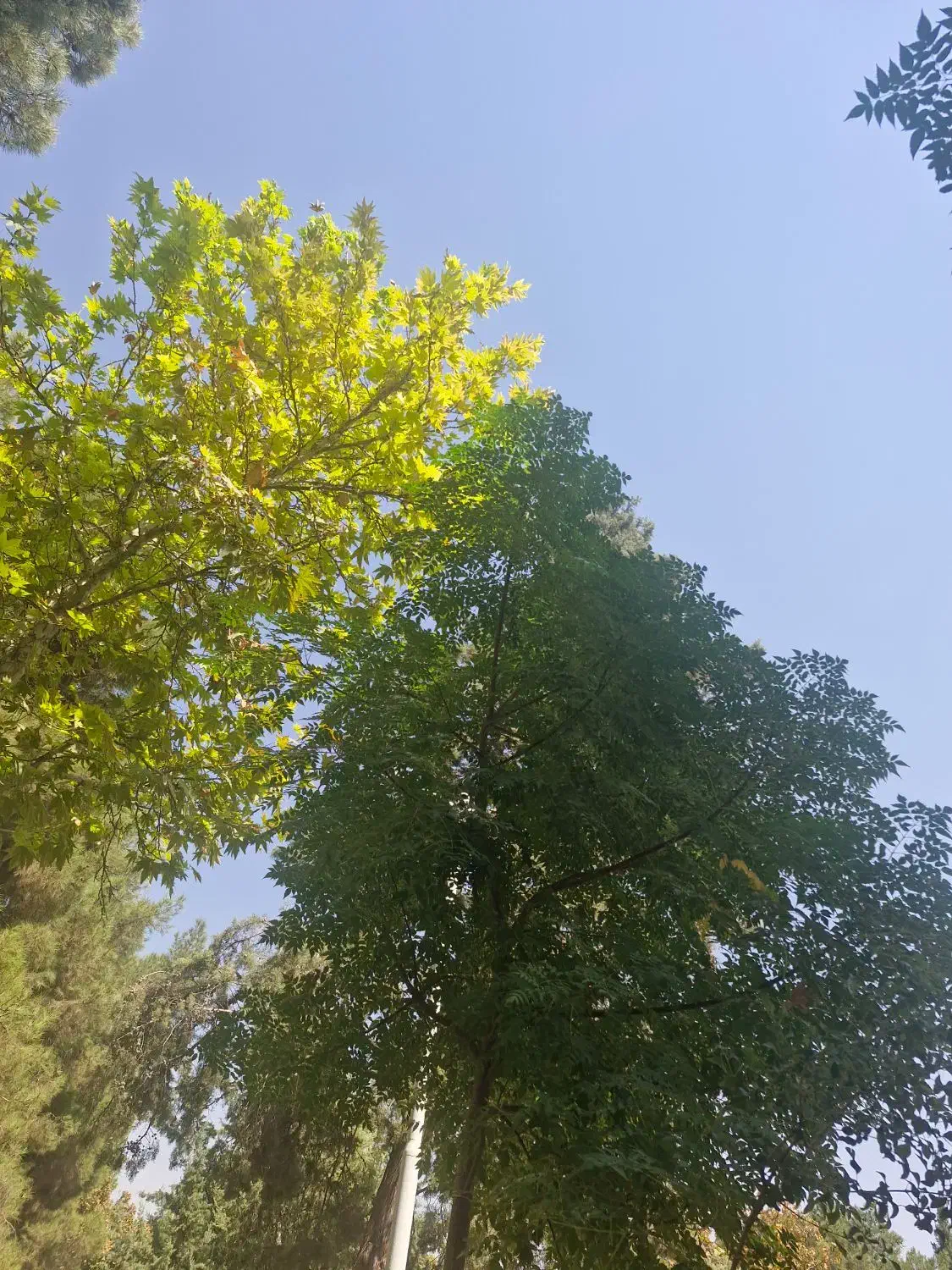 راهنمایی|فعالیت داوطلبانه|شیراز, ارم|دیوار