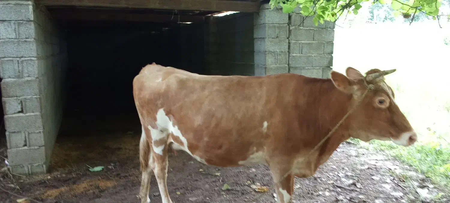 حیوان مزرعه|حیوانات مزرعه|لولمان, |دیوار