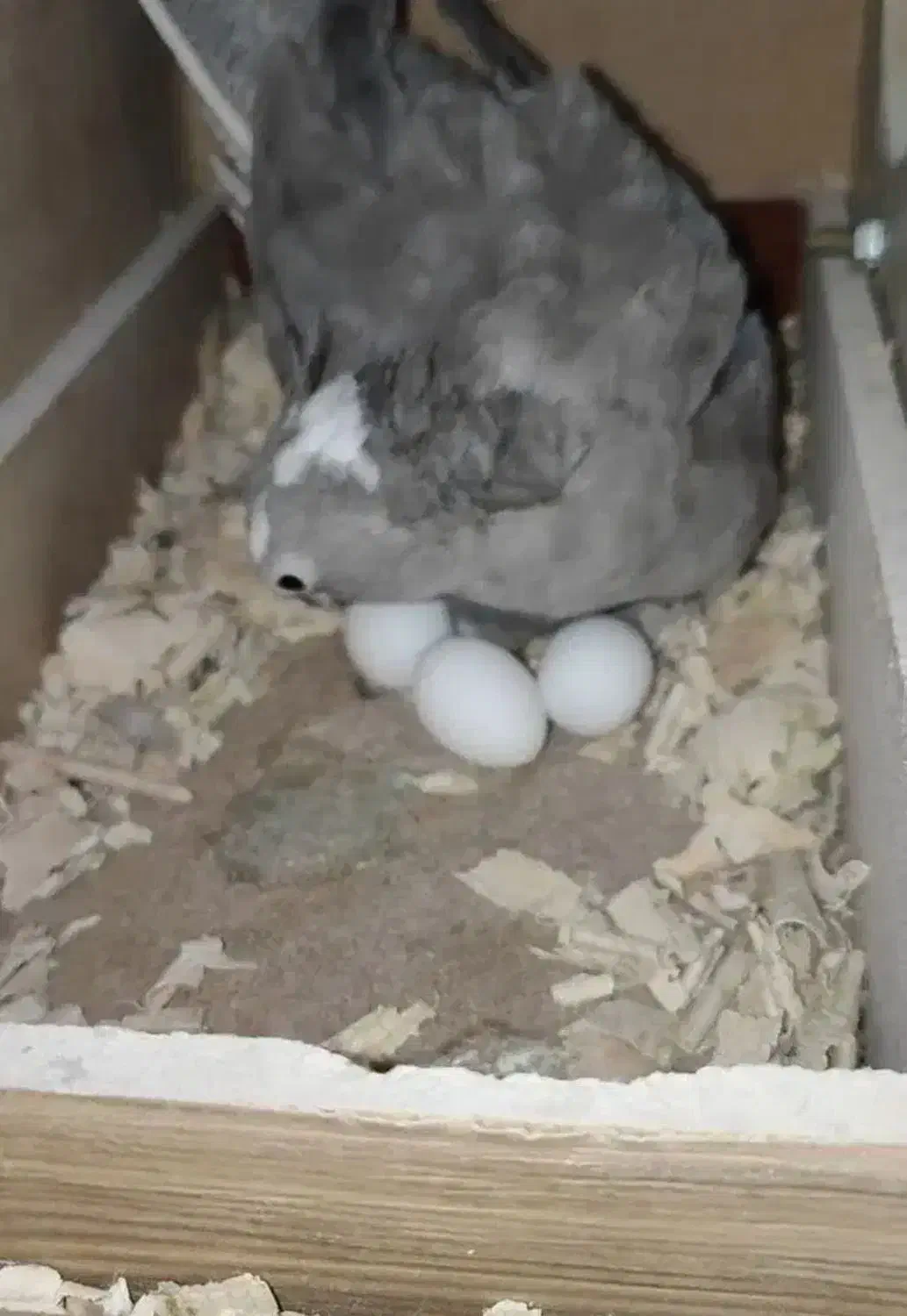 عروس ماده وایت فیس|پرنده|محمدیه-قزوین, |دیوار