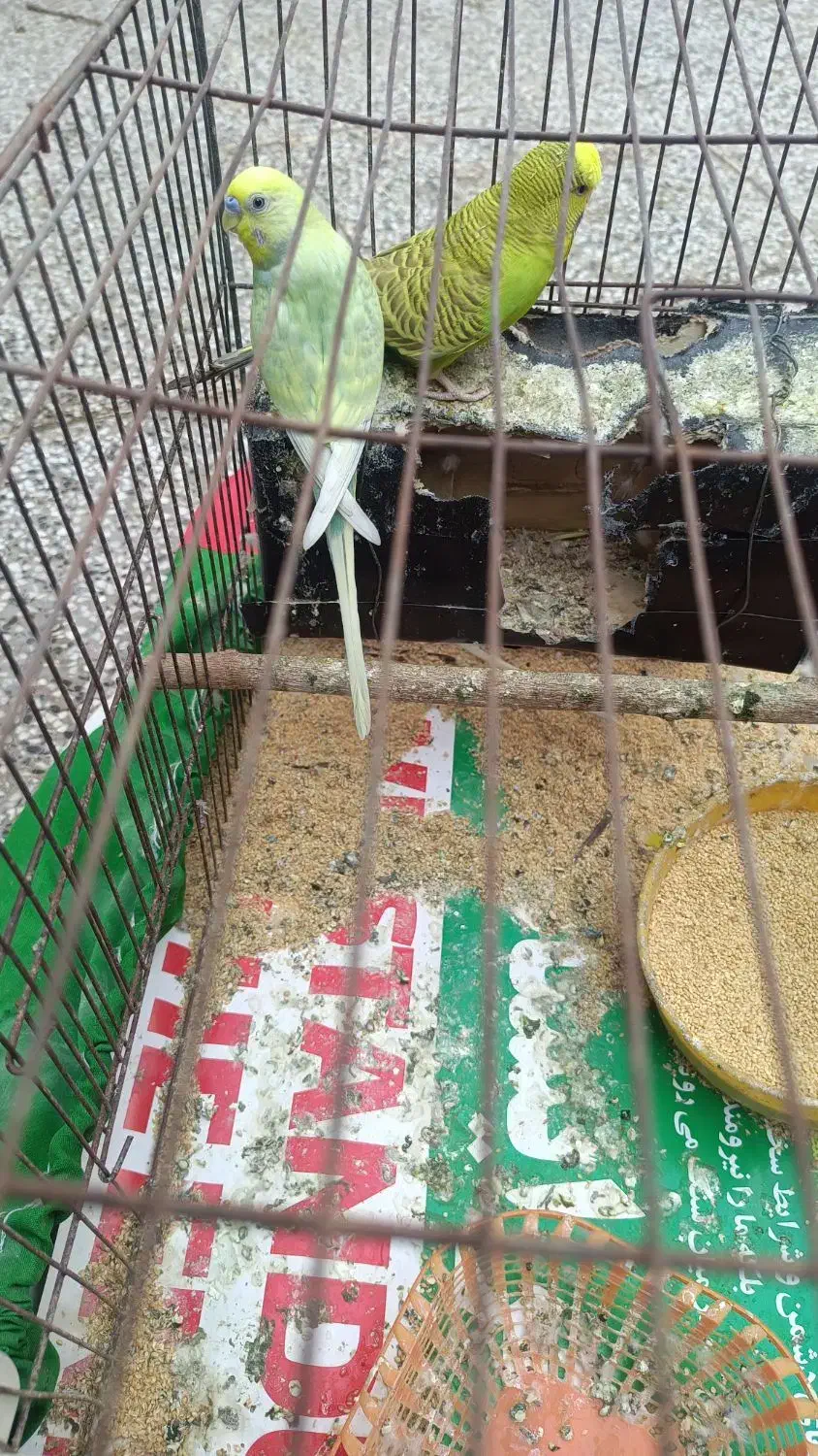 مرغ عشق|پرنده|قلعه قاضی, |دیوار