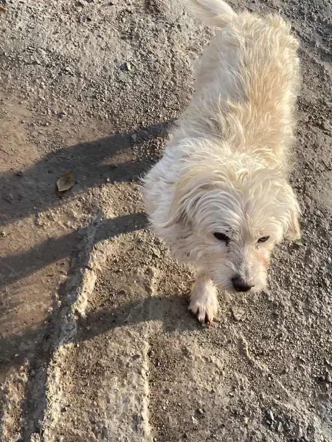 سگ خونگی|سگ|قزوین, |دیوار