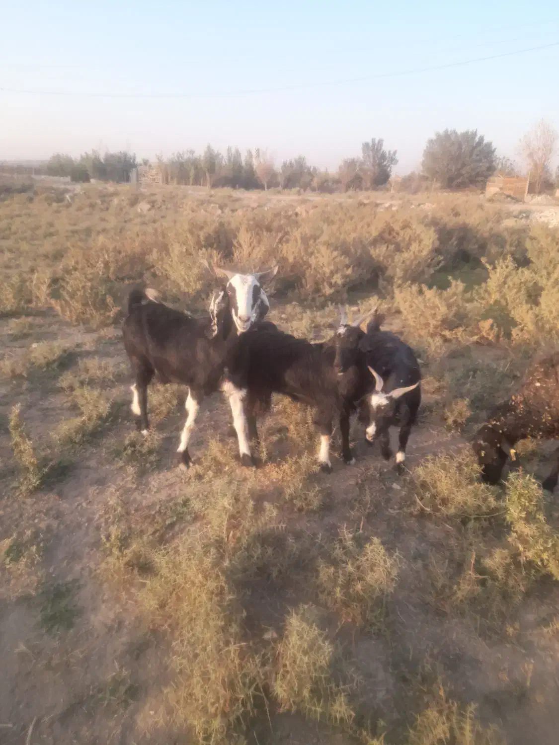 بزاصیل درشت دوقلو زا|حیوانات مزرعه|ماهدشت, |دیوار