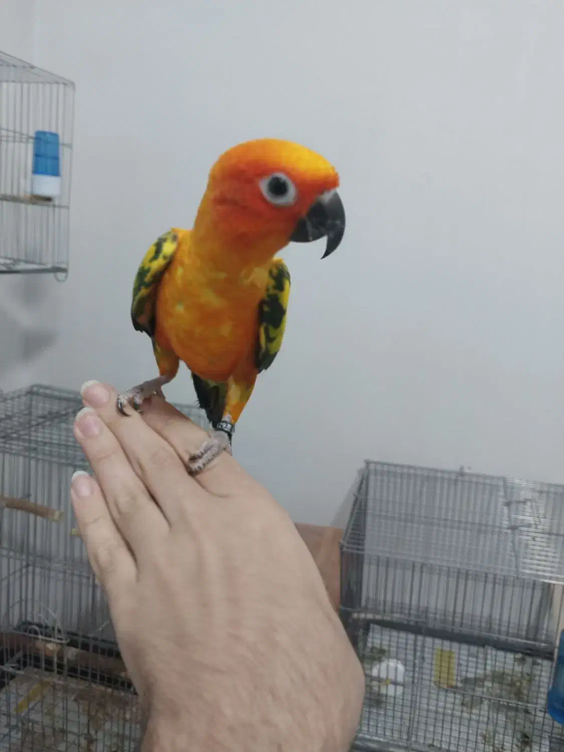 طوطی خورشیدی همراه با قفس|پرنده|شهریار, شهرک امیریه|دیوار