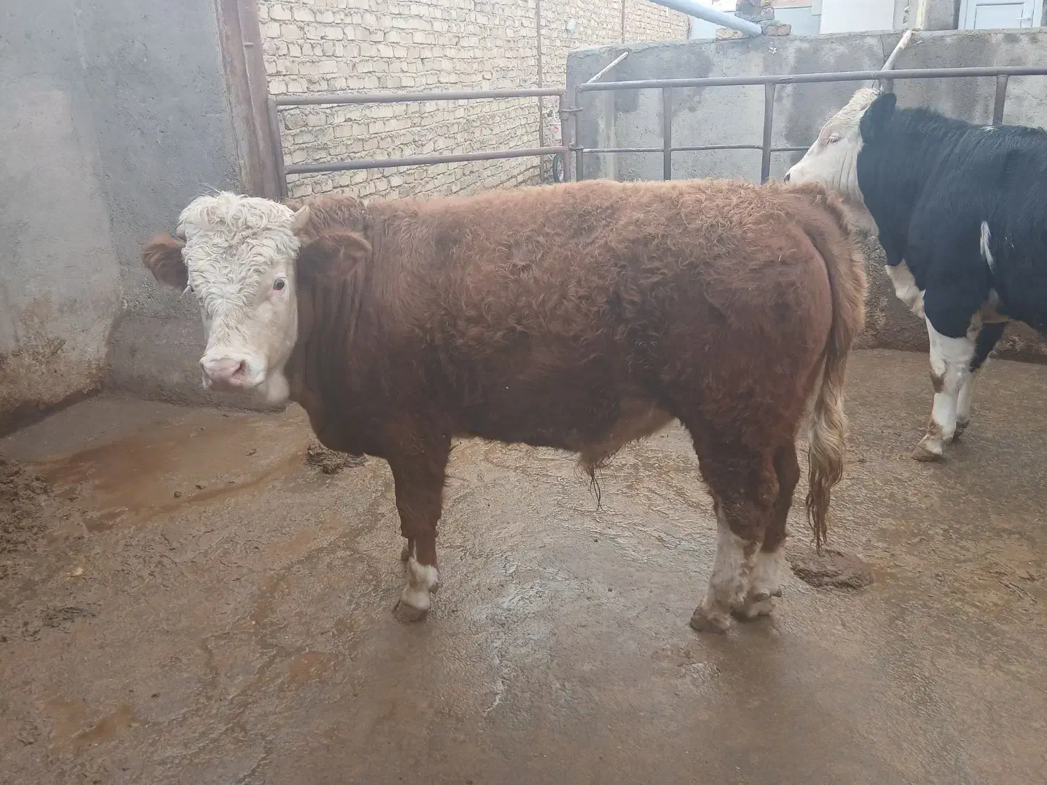 گوساله‌نر|حیوانات مزرعه|اسفرورین, |دیوار