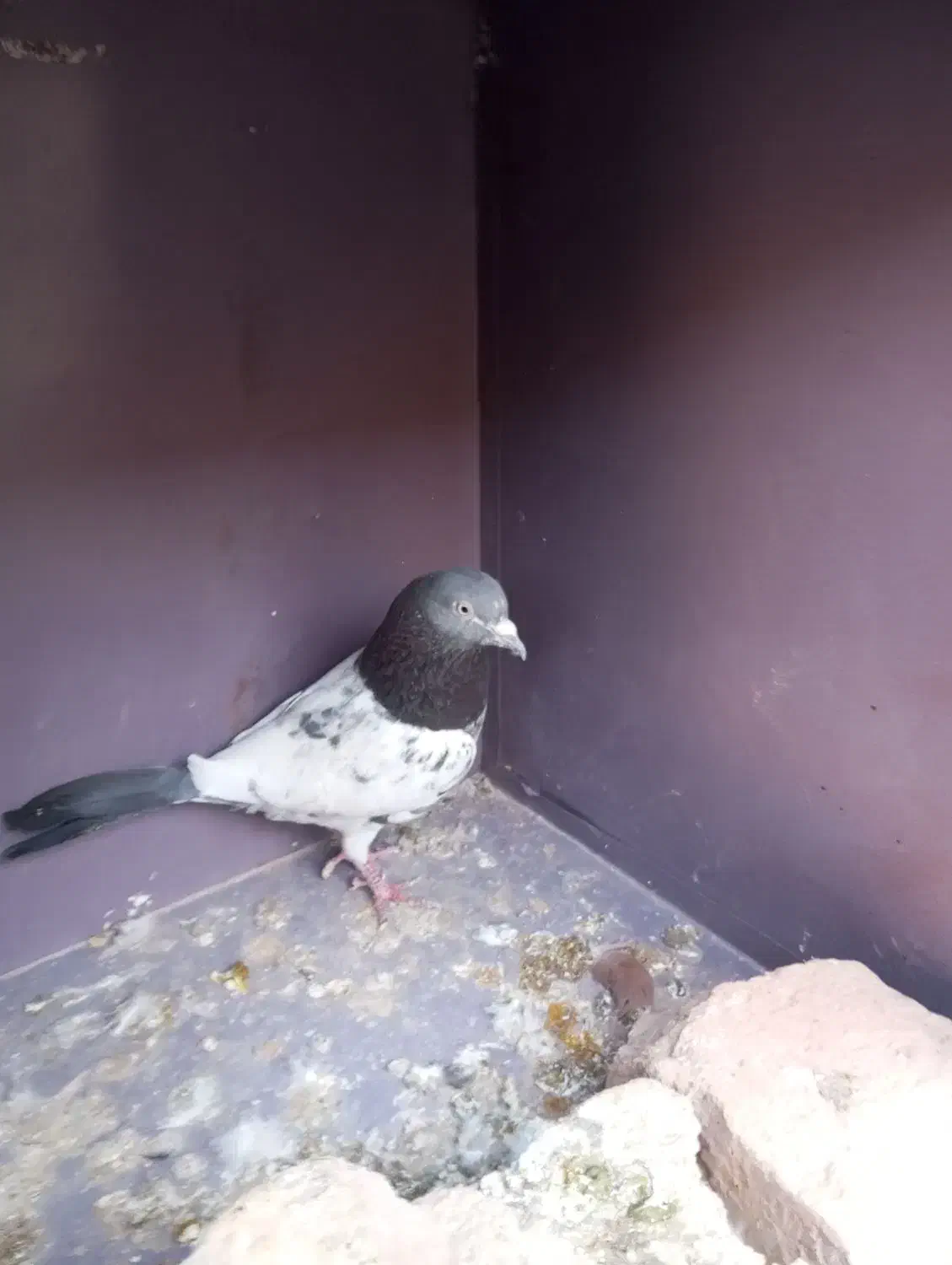 کبوتر|پرنده|سراوان, |دیوار