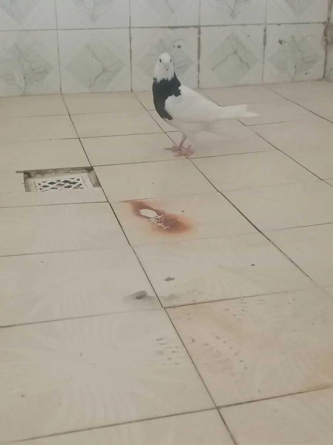 کبوتر ماد400۰ت|پرنده|رامهرمز, |دیوار