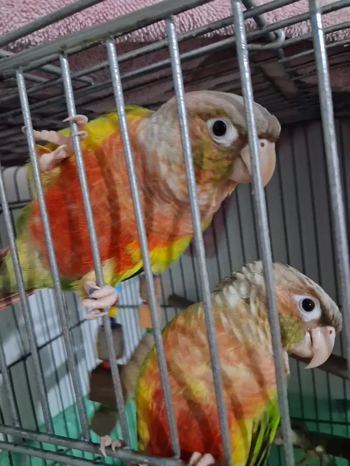 گرینچیک آناناسی یلوساید دبل رد|پرنده|قدس, شهر‌قدس|دیوار