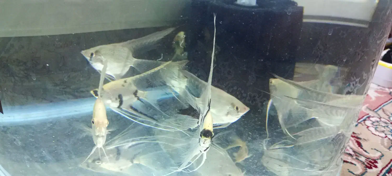 ماهی|ماهی|نیشابور, شهرک بهداری|دیوار