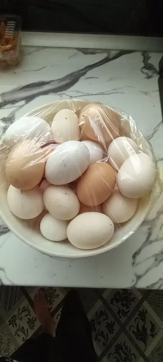 تخم مرغ خانگی بومی|خوردنی و آشامیدنی|حبیب آباد, |دیوار