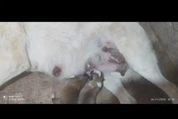 سگ ماده محلی همبال|سگ|میاندوآب, |دیوار