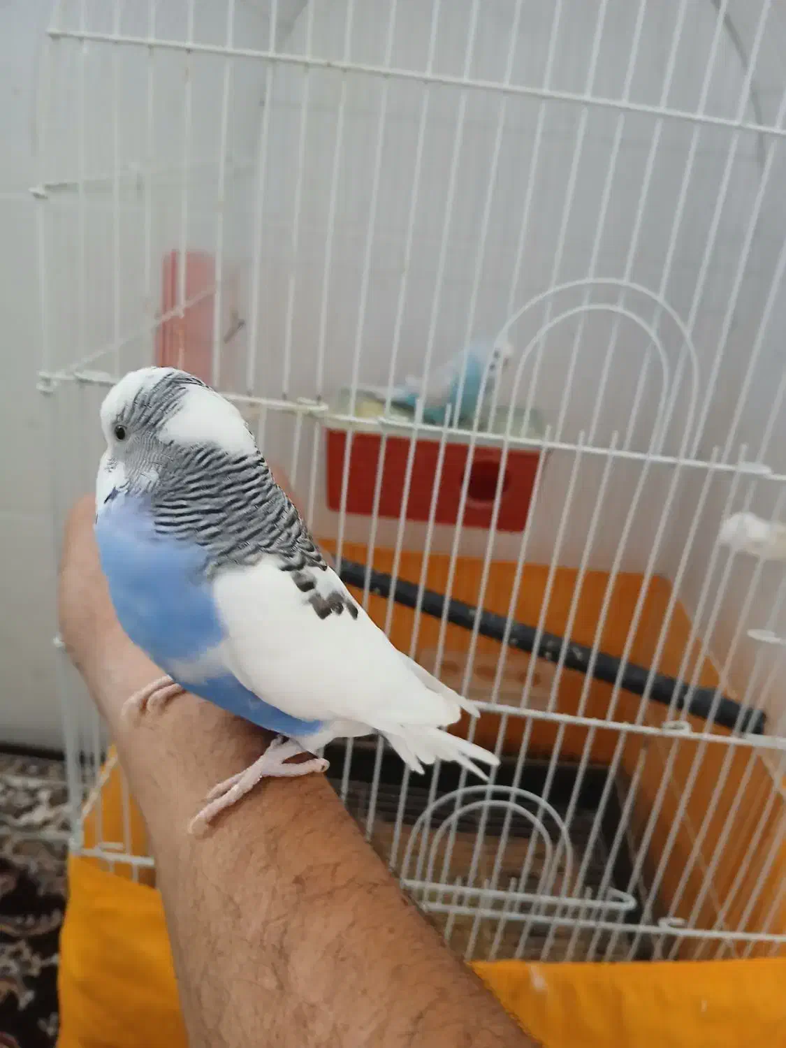 یک جفت مرغ عشق|پرنده|تفت, |دیوار